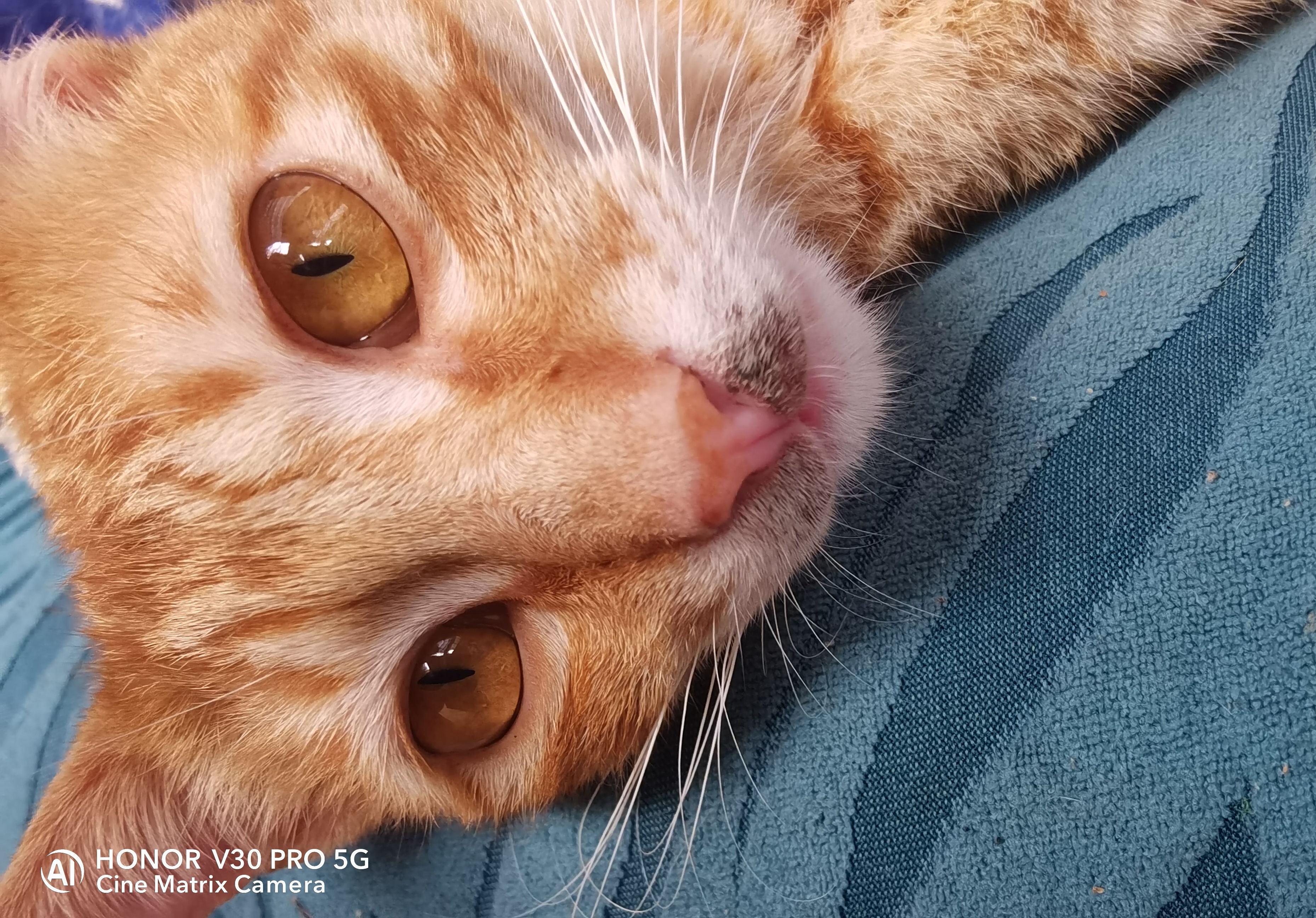 小猫猫